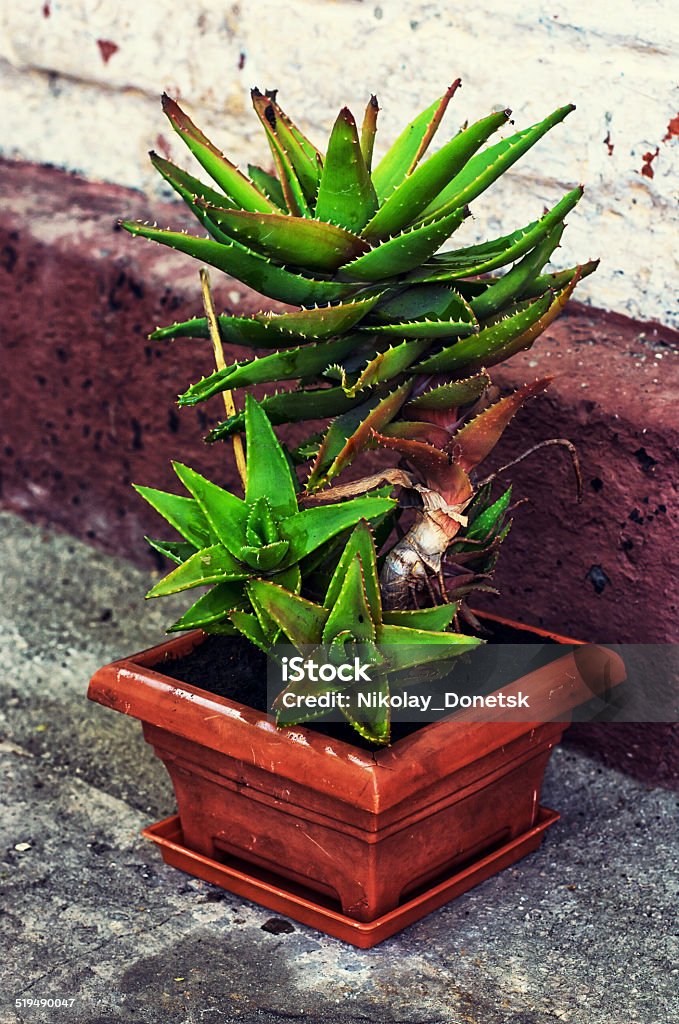 home decorative potted plant care home decorative potted plant Autumn Stock Photo