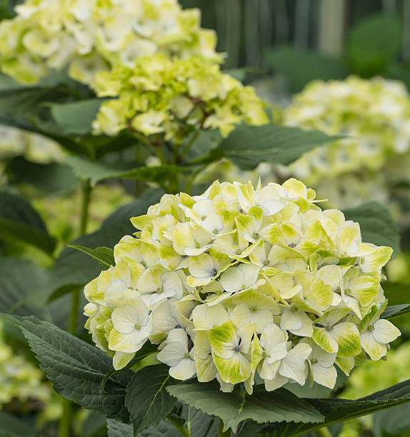istock Umbels of Hydrangea plants in a Dutch horticulture 519490131