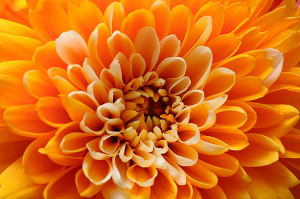 istock Macro of orange aster flower 519490341
