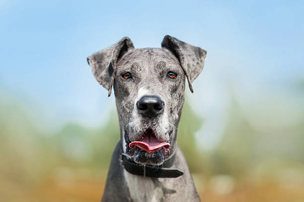 istock portrait of a big gray dog 519490470