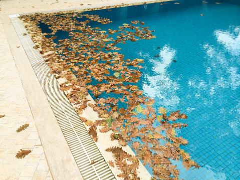 Dry  Leafs on Swimming Pool