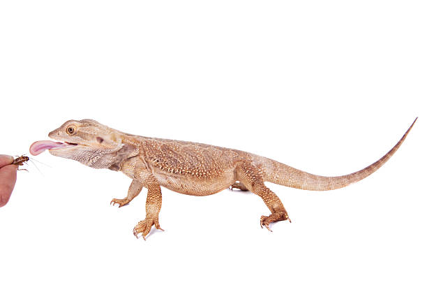istock Central Bearded Dragon chasing a cricket on white 519491357