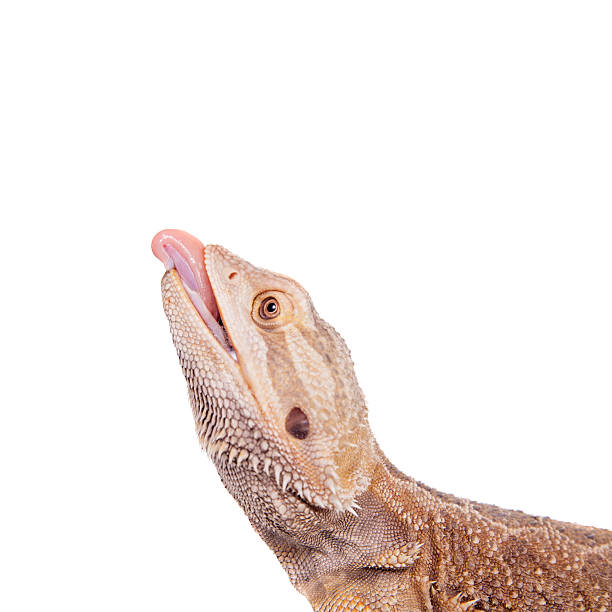 istock Central Bearded Dragon chasing a cricket on white 519491365