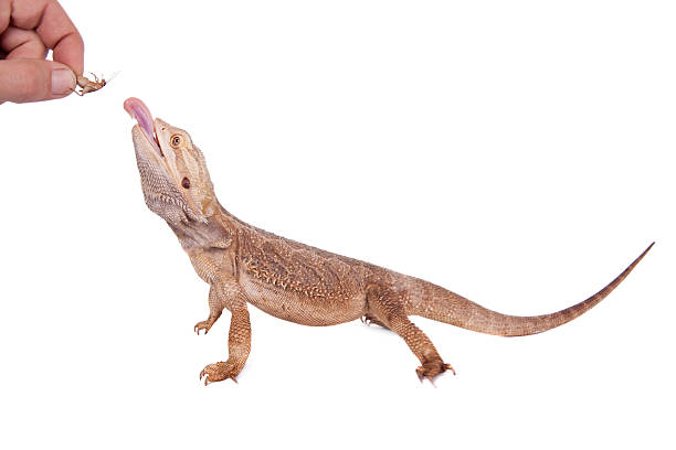 istock Central Bearded Dragon chasing a cricket on white 519491367