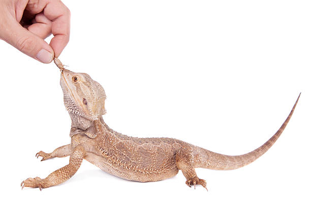 istock Central Bearded Dragon chasing a cricket on white 519491371