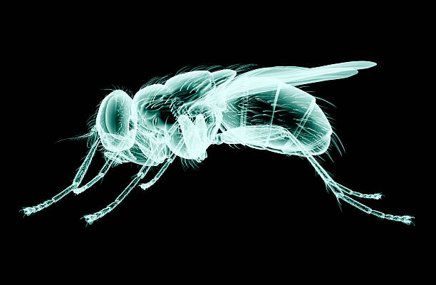 xray image of an insect isolated on black with clipping path.
