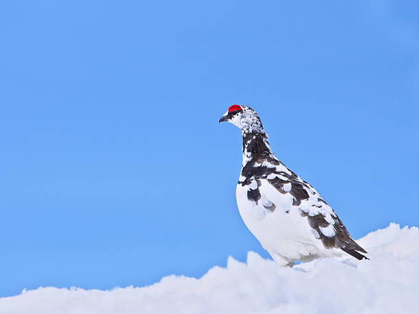 Rock ptarmigan in japan