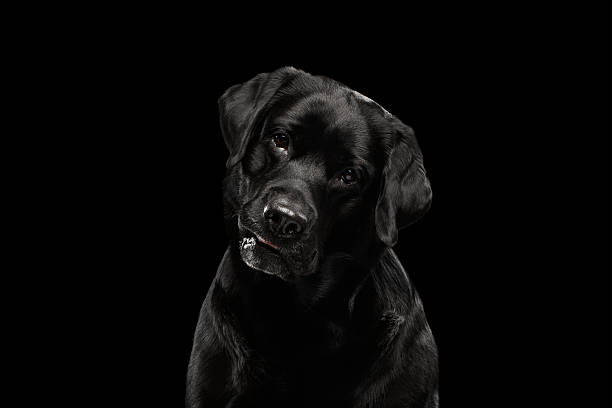istock Closeup Portrait black Labrador Dog, Questioning Looking, Front view,  Isolated 519491774