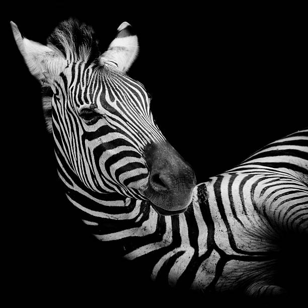 istock Headshot of a Burchell's Zebra 519491797