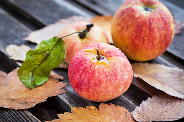istock Wet fresh red apples in the garden 519491895
