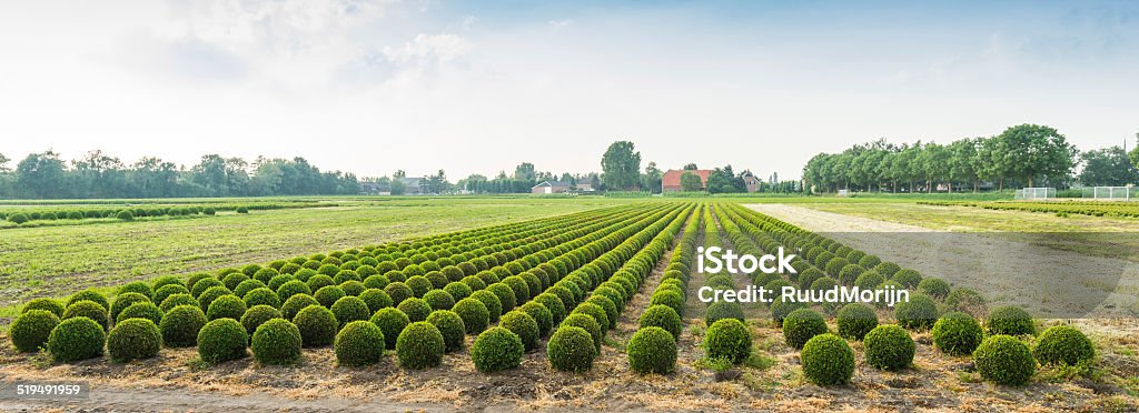 Fotografia panorâmica de um viveiro Buxo nos Países Baixos - Foto de stock de Agricultura royalty-free