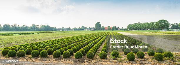 Foto de Fotografia Panorâmica De Um Viveiro Buxo Nos Países Baixos e mais fotos de stock de Agricultura