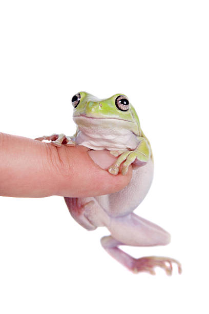 istock Australian Green Tree Frog on white background 519492055