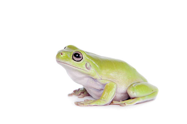 australian rana arborícola verde sobre fondo blanco - whites tree frog fotografías e imágenes de stock