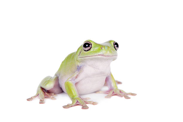 australian rana di albero verde su sfondo bianco - whites tree frog foto e immagini stock