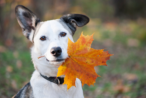 Portrait of cute mixed-breed dog holding autumn yellow leaf  in her mouth