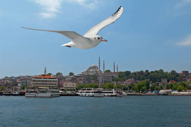 istock Eminonu in Istanbul, Turkey. 519492266
