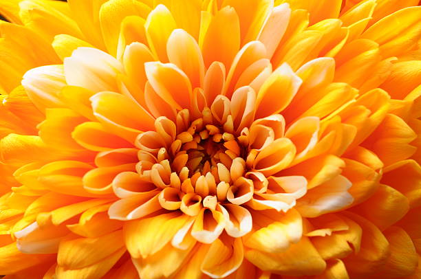 istock Macro of orange aster flower 519492267