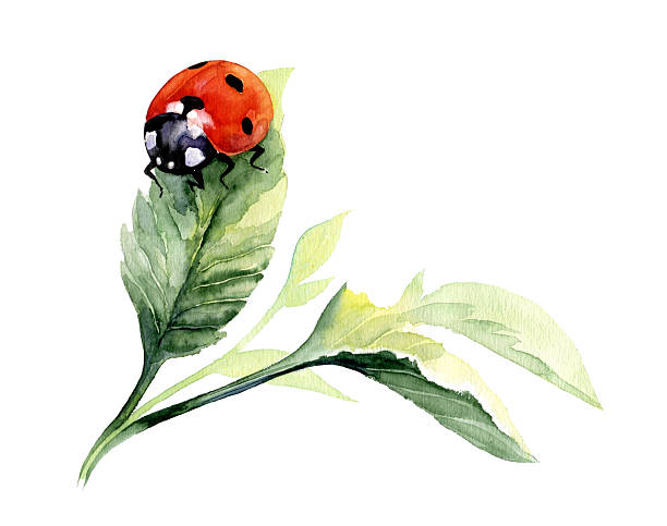 акварель изолированные нарисованный от руки божья коровка на листья. - ladybug stock illustrations