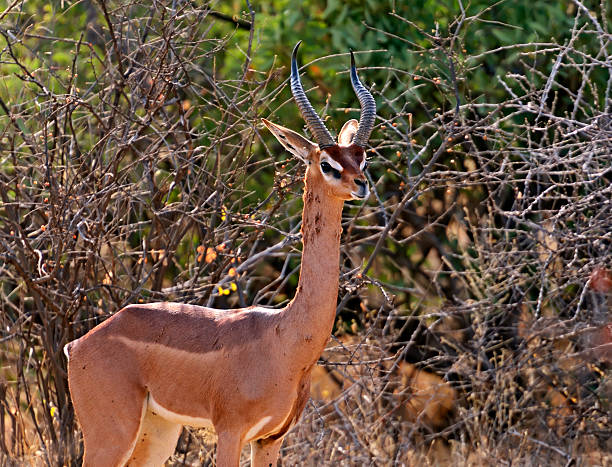 istock Gerenuks gazelle 519492947