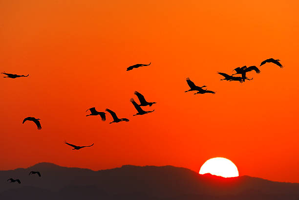 istock Crane and sunrise in japan 519493952