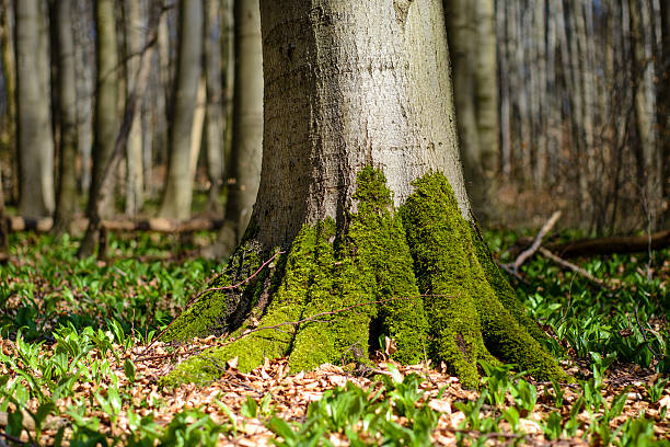 Roots of majestic old beech tree, Hainich national Park, Thuringia, Germany