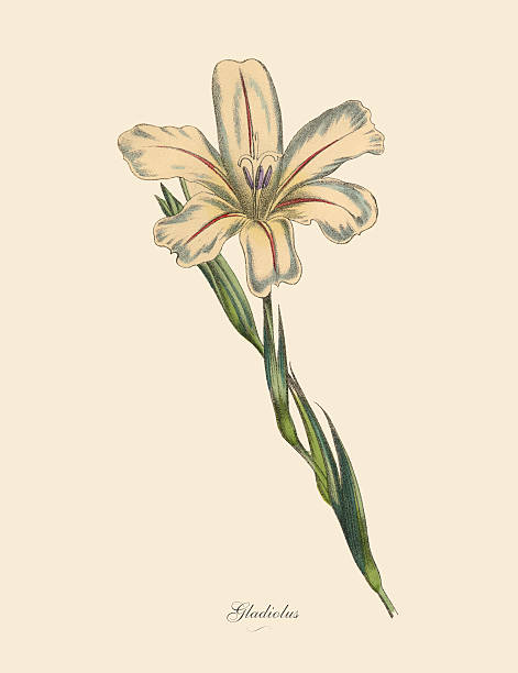 ilustraciones, imágenes clip art, dibujos animados e iconos de stock de gladiolo plantas, victoriana botánico ilustración - gladiolus single flower isolated white