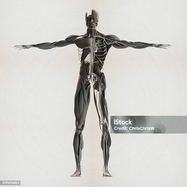 인체 해부학적 3 D 일러스트레이션 근육질의 및 관다발 시스템 해부학에 대한 스톡 사진 및 기타 이미지 - 해부학, 건강관리와 ...