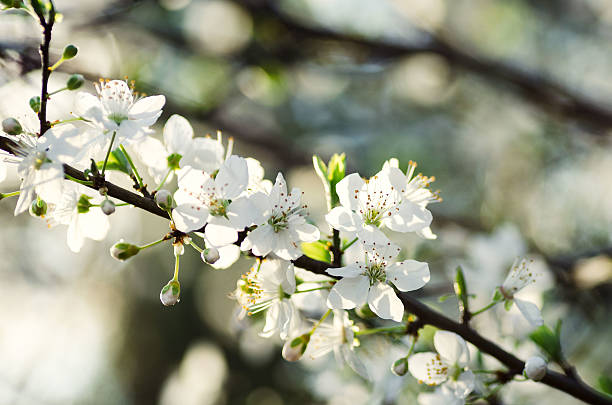 istock Beautiful brunch of blooming spring cherry flowers 519495038