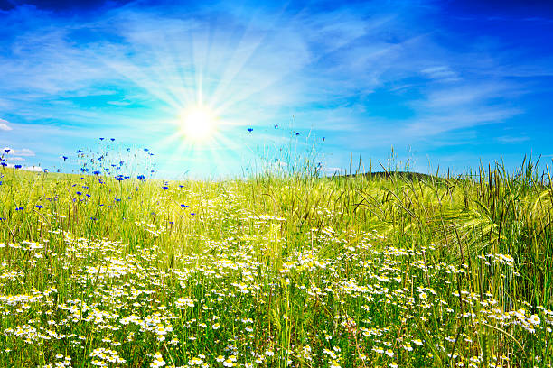 istock Summer landscape with flower meadof and clouds. 519495608