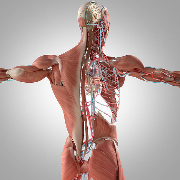 istock Human anatomy. 3D illustration. Muscular and vascular system. 519497410