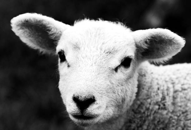 istock monochrome close up of lambs head shot 519497554