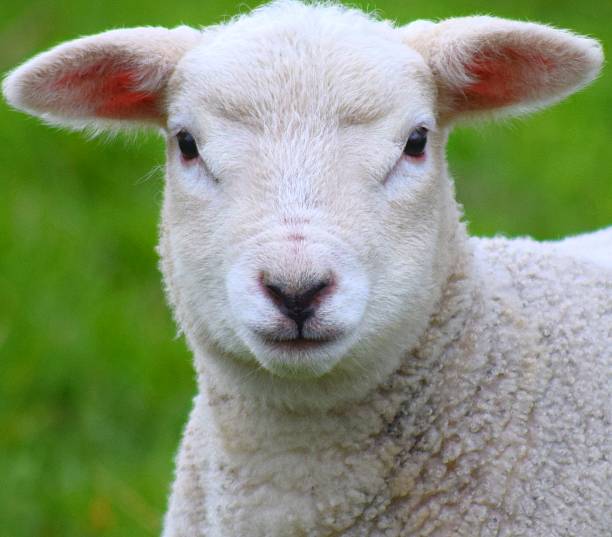 istock head shot of a baby lamb 519497584