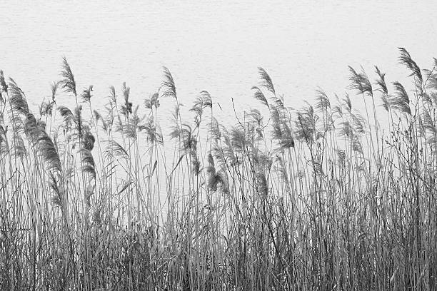 Dry grass on lake coast; black and white