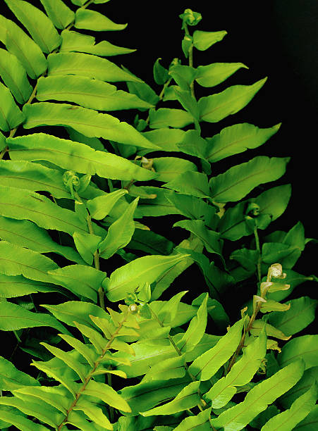 Green Fern Leaves stock photo