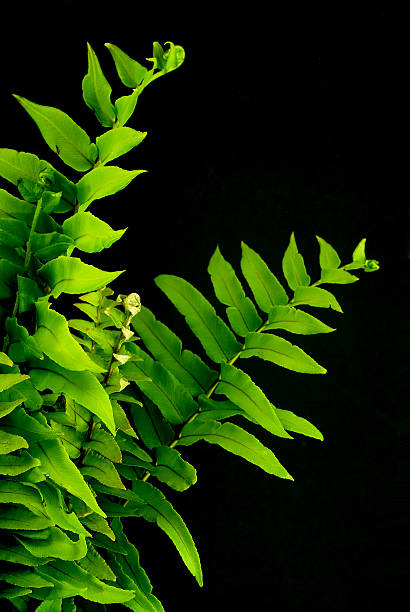 Green Fern Leaves stock photo