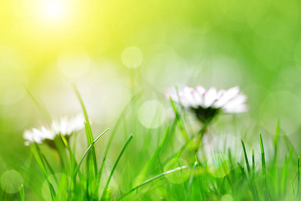 istock Fresh spring bokeh with green grass and daisies. 519500378