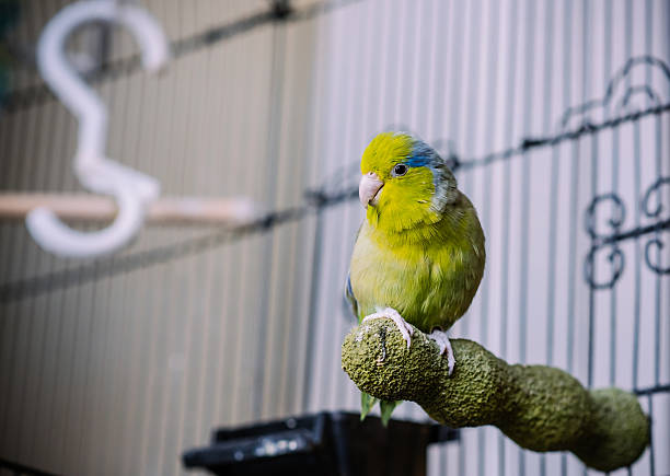 グリーン parrotlet - pets friendship green small ストックフォトと画像