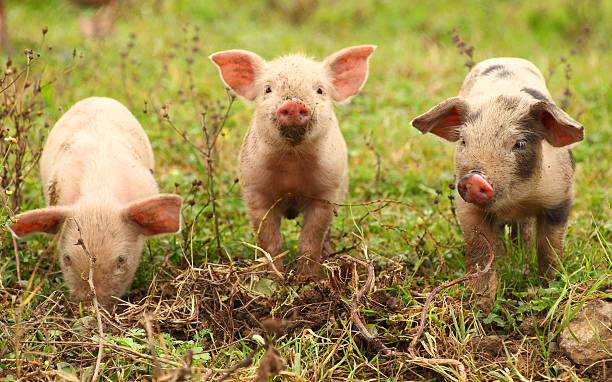 Three piglets stock photo