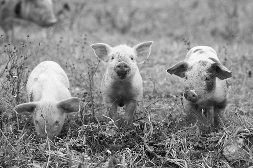 Three funny piglets in black and white 