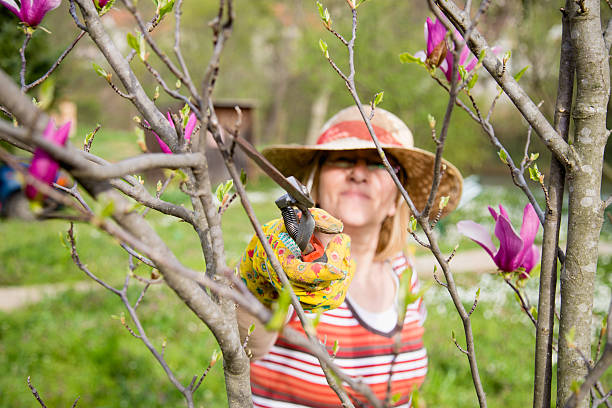 istock Active Senior Woman Gardening 519502294