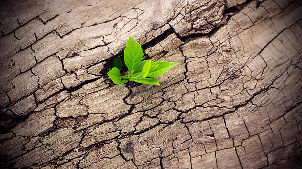 istock Plant Growing in Wood 519502352