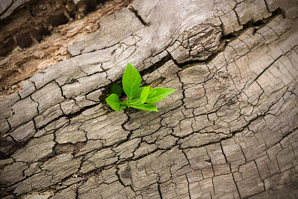 istock new life Growing in old Wood 519502568