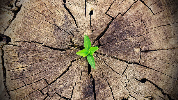 istock new life Growing in old Wood 519502704