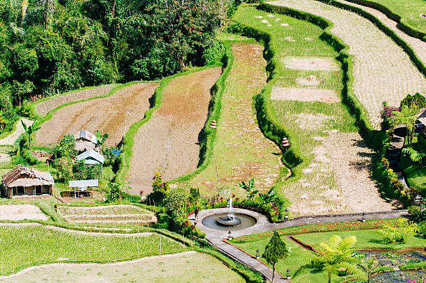Beautiful sight of Balinese bright green rice growing on tropical field terraces under clouds in blue sky