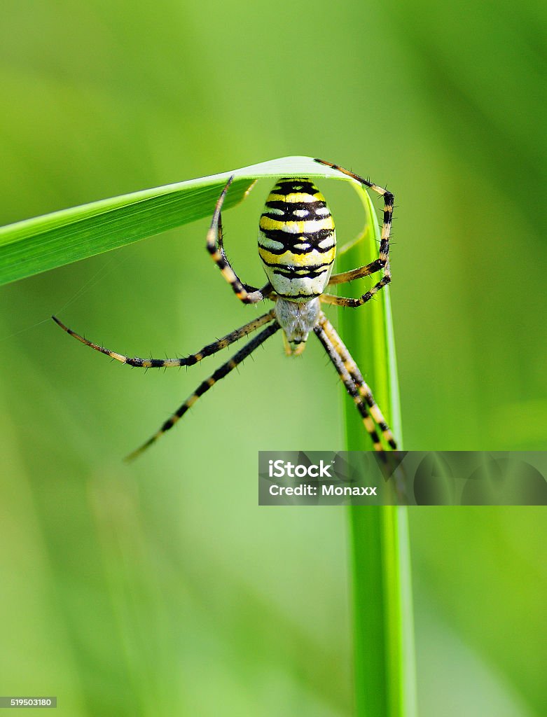 Spider on grass Spider on green grass on a sunny day Animal Stock Photo