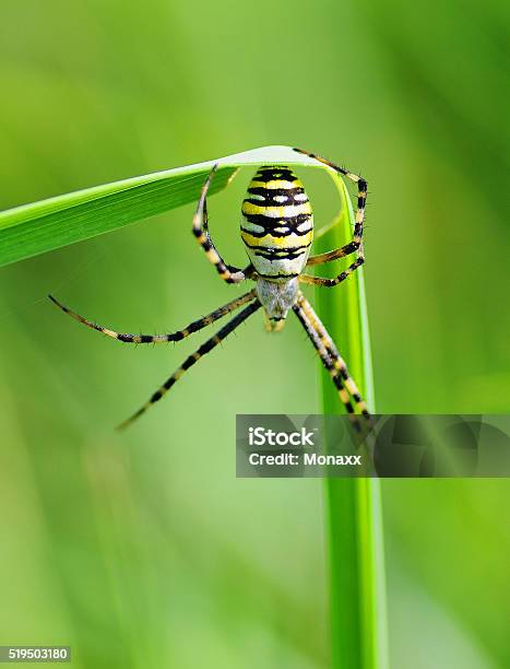 Spider On Grass Stock Photo - Download Image Now - Animal, Animal Wildlife, Animals Hunting