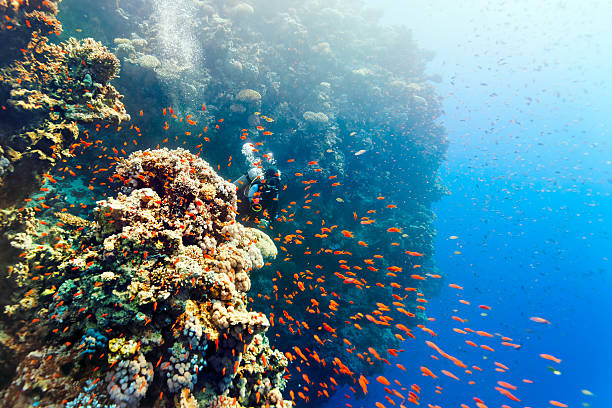 istock Scuba Diver Woman peeping from behind  coral reef . 519503966