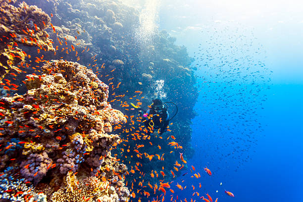 scuba operatore subacqueo donna nuota oltre la barriera corallina - reef fish foto e immagini stock