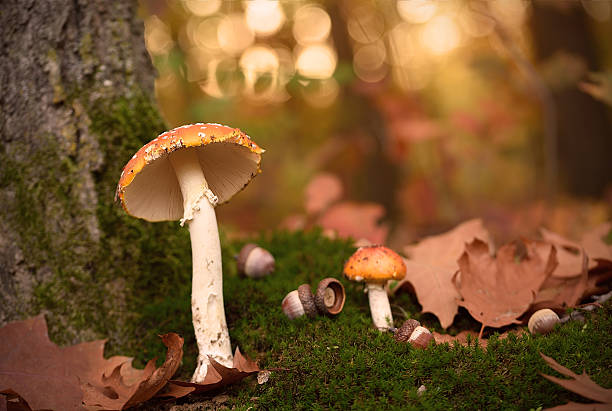 istock Small mushroom growing in the forest 519504692